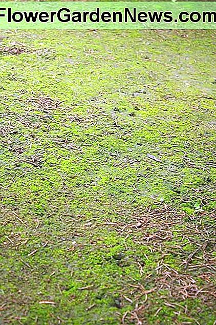 Moos Gras Moss grass