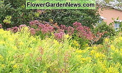 Wildflower Garden - typisch für Massen von mehrjährigen Wildblumen, oft Hybriden, die natürlich in der Gegend sind. Dieser nachhaltige Garten ist in Colorado. Wildflower Garden––typified by masses of perennial wildflowers, often hybrids, that are natural to the area. This sustainable garden is in Colorado.