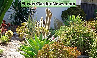 Dieser Kaktus / Sukkulenten-Garten spiegelt den Stil der Südwest-Wüste wider und ist für Südkalifornien völlig passend. Es gibt ziemlich viele Häuser in meiner Nachbarschaft, die Elemente dieses Stils haben. This cactus/succulent garden reflects the Southwest Desert style, and is wholly appropriate for Southern California. There are quite a few houses in my neighborhood that have elements of this style.