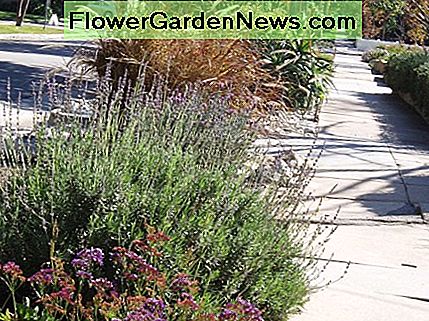 Dieser trockenheitstolerante Parkway sieht attraktiv und leicht gedeiht, in der heißen Sonne von Südkalifornien, mit wenig oder gar keine Pflege. This drought tolerant parkway looks attractive and easily thrives, in the hot sun of Southern California, with little or no care.