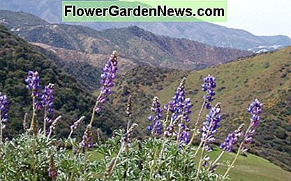 Sie könnten Lupine und andere lokale Blumen oder Sorten, die natürlich in Ihrer ökologischen Region gedeihen wachsen. You could grow lupine and other local flowers or cultivars that thrive naturally in your ecological region.