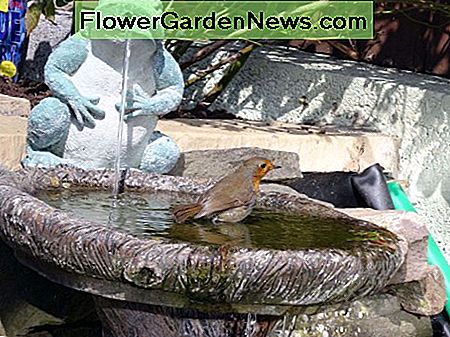 Robinas, naudojantis birdbath mūsų laukinės gamtos tvenkinyje, c2011. Robin using the birdbath in our wildlife pond, c2011.