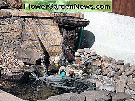 Vandens nuleidimas iš sodo sienos kaip dalis dizaino. Water spouting from garden wall as part of the design feature.