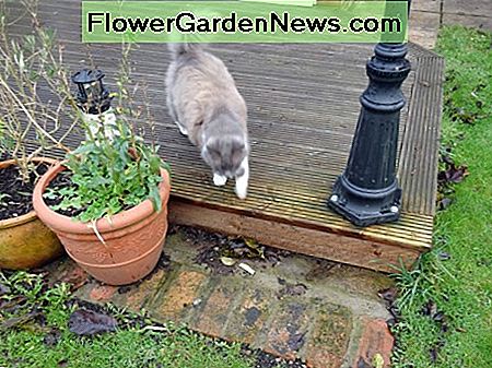 Unsere Katze benutzt den Stepdown von unserem Decking. Our cat using the stepdown from our decking.
