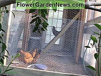 Ameraucana-Hennen, die in ihrem Stall herumtollen. Ameraucana hens puttering around their coop.