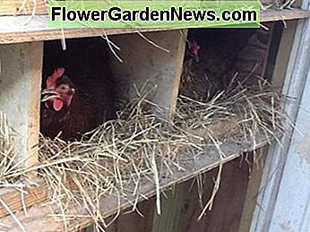 Hühner in den Nistkästen Hens in the Nestboxes