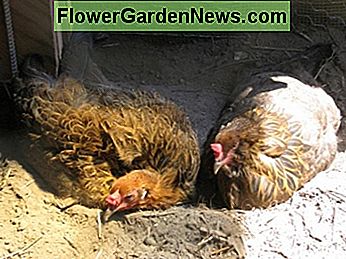 Die Hennen lieben es, in ihrem neuen Stall Staubbäder zu nehmen. The Hens love to take dust baths in their new coop.