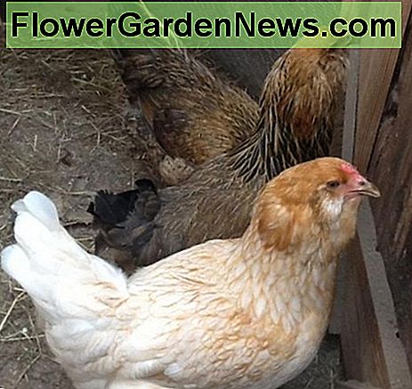 Ameraucana-Junghennen innerhalb des Hauses Ameraucana Pullets Inside the House