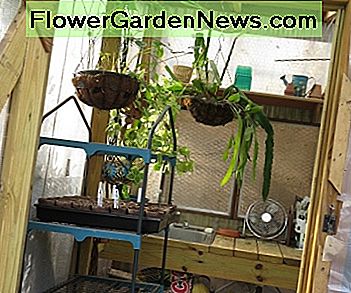 Hintere Tür des Gewächshauses, das Betriebsstände u. Wanne / Werkbank zeigt. Back door of greenhouse showing plant stands & sink/work bench.