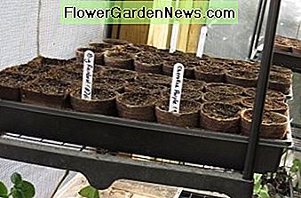 Heirloom Tomate & Pepper Seeds begann in Tabletts. Heirloom Tomato & Pepper Seeds Started in Trays.