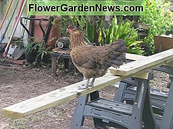 Hen Penny überwacht die Arbeit. Hen Penny supervises the work.