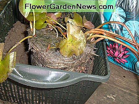 Hardy Seerosen pflanzen. Planting hardy water lilies.