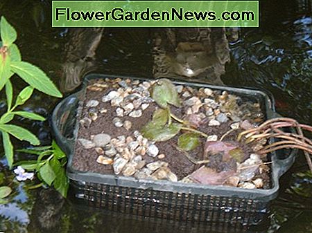 Seerosen anpflanzen. Planting water lilies.