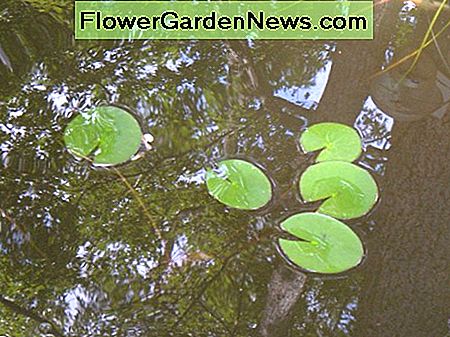 Neu geteilte Seerosenpflanzen. Newly divided water lily plants.