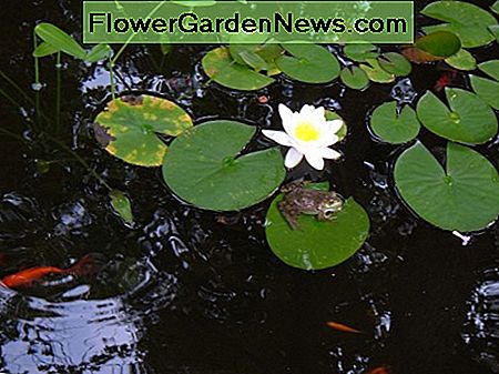 Unser Gartenteich Our Garden Pond