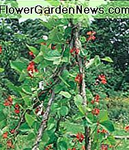 Prunkbohnen in Blüte. Runner beans in flower.
