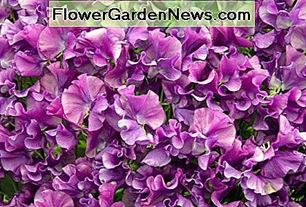 Süße Erbsen klettern und bedecken auch Ihre Stockstruktur und liefern schöne, duftende Blüten, die Sie und Ihre Kinder lieben werden. Sweet peas will climb and cover your cane structure too, providing beautiful, fragrant blooms you and your children will love.