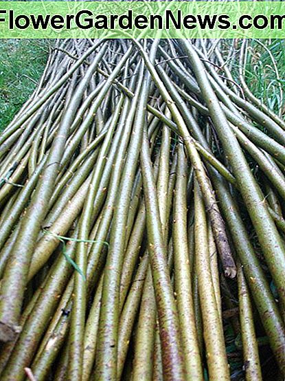 Weidenruten. Willow rods.