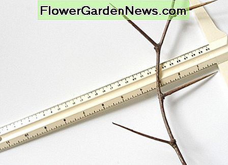 Hier ist eine Nahaufnahme von einem Zweig eines Mesquite-Baumes in Nord-Texas, der neben einem Lineal liegt, so dass Sie sehen können, wie lang und böse die Dornen sind. Here is a close-up view of a twig from a Mesquite tree in North Texas lying next to a ruler so you can see how long and wicked the thorns are.