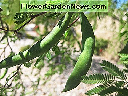 Mesquite Samenkapseln haben eine süße äußere Beschichtung, die zum Kauen gut ist. Die Samenkapseln können bis zu 10 cm lang werden. Mesquite seedpods have a sweet outer coating that is delicious to chew. The seedpods can get up to 10 inches long.