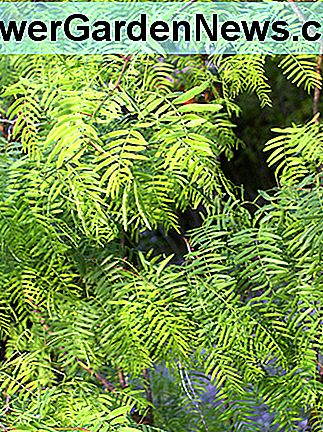 Die Blätter des Mesquite-Baums lassen den Baum bescheiden und bescheiden erscheinen, aber achten Sie auf all diese Dornen! The mesquite tree's leaves make the tree look unassuming and humble, but watch out for all those thorns!