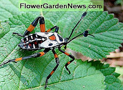 Häufige Mesquite Bug sind ziemlich groß und in der Regel gerne in Gruppen abzuhängen. Common Mesquite Bug are quite large and generally like to hang out in groups.