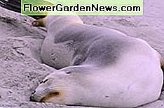 Die Algenblüte aus dem Düngerabfluss ist tödlich für Meeressäuger. The algae bloom from fertilizer run-off is deadly to sea mammals.