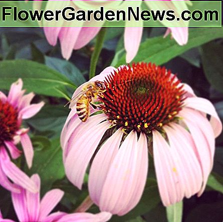 Biene auf coneflowers in meinem Vorgartengarten diesen Sommer. Bee on coneflowers in my front yard garden this summer.