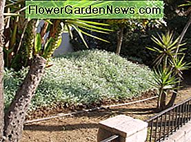 Sausumus tolerantiškiems augalams vargu ar yra laistyti. Ši kraštovaizdžio dalis turi savo stotį su savo laistymo grafiku arba augalai bus perpildyti. Drought tolerant plants need hardly any watering. That section of the landscape needs a station of its own, with its own watering schedule, or the plants will be overwatered.
