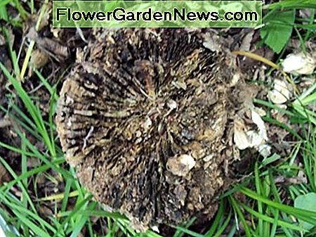Getrimmter Stumpf (Draufsicht) Trimmed stump (top view)