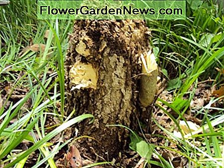 Getrimmter Stumpf (Vorderansicht) Trimmed stump (front view)