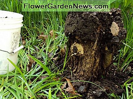 Schmutz auf die Spitze des Stumpfes aufgetragen Dirt applied to top of stump