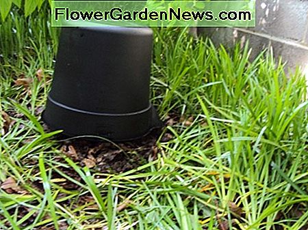 Stumpf mit Eimer bedeckt (Seitenansicht) Stump covered with bucket (side view)