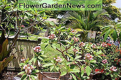 Puikūs augalai Floridoje, bet ne Minesota. The perfect plants for Florida, but not for Minnesota.