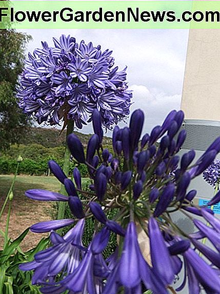 Agapanthus can easily be divided and planted in other areas of the yard.