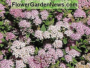 lille prinsesse spirea er en bevist vinner little princess spirea is a proven winner