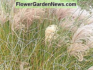Gresset ser bra ut hele vinteren grass looks great all winter