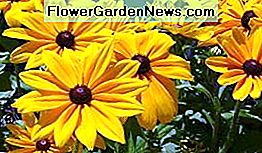 svart eyed susan er lyst og tørke tolerant black eyed susan is bright and drought tolerant