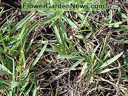 Naudokitės Use sod plugs to fill in bare spots in a St. Augustine lawn.