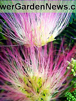 Mimosenbaumblüten Mimosa tree blossoms