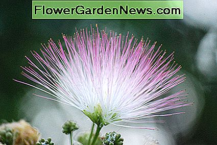 Gefiederte Mimosenbaumblüte Feathery mimosa tree blossom