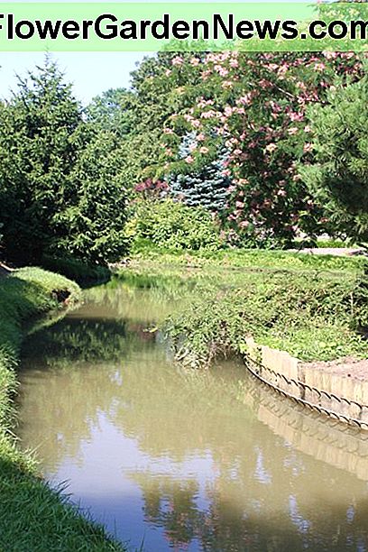 Der blühende Mimosenbaum im Hintergrund ist höchstwahrscheinlich aus einem Samen gewachsen, der vom Wind an diese Stelle geblasen oder von Wasser getragen wurde. The flowering mimosa tree in the background has grown up most likely from a seed blown to that location by the wind or carried there by water.