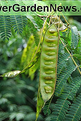 Mimosa Baum Samenkapseln sind extrem giftig und giftig für alle Tiere und Kinder. Erlauben Sie Ihren Kindern oder Haustieren nicht, die Samenkapseln oder Samen in den Mund zu nehmen. Mimosa tree seedpods are extremely toxic and poisonous to all animals and children. Do not allow your children or pets to put the seedpods or the seeds into their mouths.