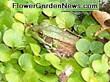 Ein Ochsenfrosch in unserem Teich A bullfrog in our pond