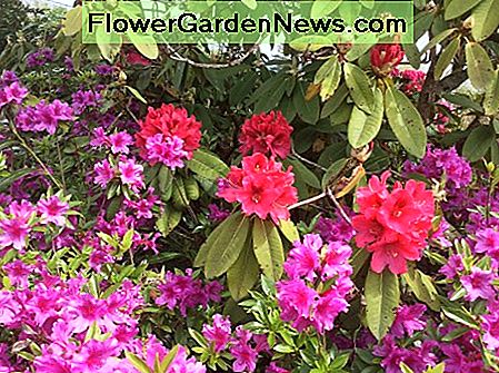 Rododendron i azalia A rhododendron and an azalea