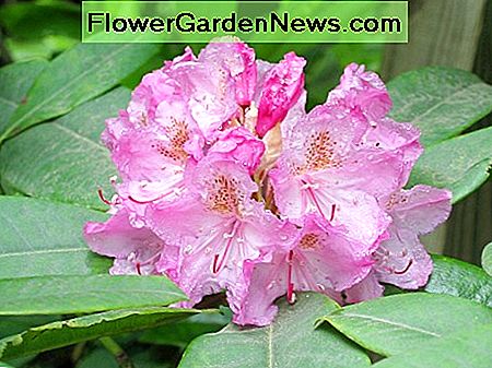 Pacyfik lub zachodni rododendron to dzika roślina pochodząca z zachodniej Ameryki Północnej. The Pacific or Western Rhododendron is a wild plant native to western North America.