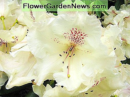 Kremowy rododendron A cream-colored rhododendron
