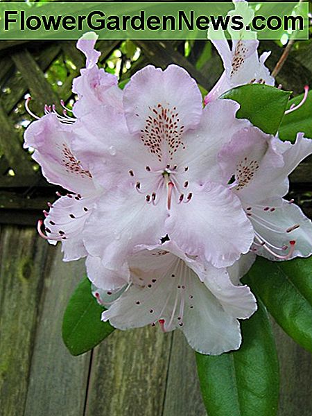 Różanecznik z bladymi kwiatami A rhododendron with pale blossoms
