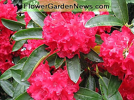 Czerwony rododendron A red rhododendron