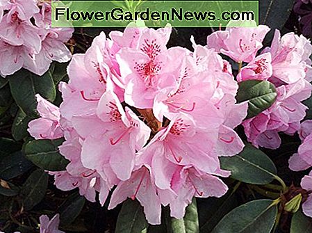 Różowy rododendron A pink rhododendron